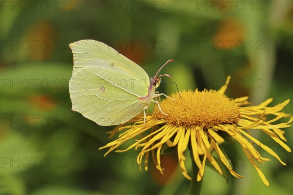 Lemon butterfly (Gonepteryx rhamny) on a yellow flower of a Great Telekie (Telekia speciosa), close-up, Wilnsdorf, North Rhine-Westphalia, Germany