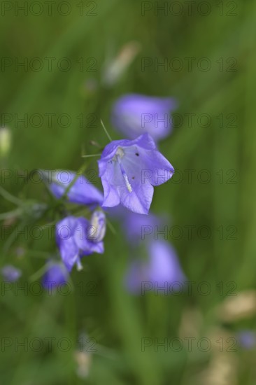 Meadow bellflower (Campanula patula), blue flower, on a rough meadow, Wilnsdorf, North Rhine-Westphalia, Germany