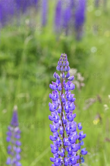Large-leaved lupin, also known as perennial lupin (Lupinus polyphyllus), blue flower on a wild meadow, Wilnsdorf, North Rhine-Westphalia, Germany