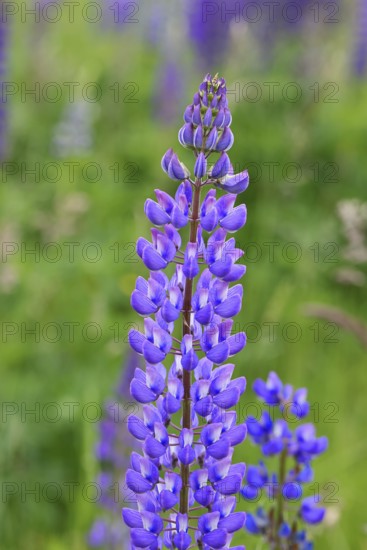 Large-leaved lupin, also known as perennial lupin (Lupinus polyphyllus), blue flower on a wild meadow, Wilnsdorf, North Rhine-Westphalia, Germany