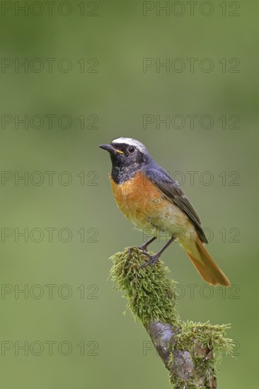 Redstart (Phoenicurus phoenicurus), male on a moss-covered branch, songbird, wildlife, Wilnsdorf, North Rhine-Westphalia, Germany