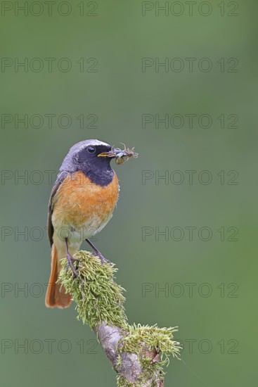 Redstart (Phoenicurus phoenicurus), male with caterpillars in beak on mossy branch, songbird, wildlife, Wilnsdorf, North Rhine-Westphalia, Germany