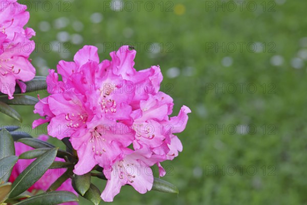Rhododendron flowers (Rhododendron Homer), purple flowers, in a garden, Wilnsdorf, North Rhine-Westphalia, Germany