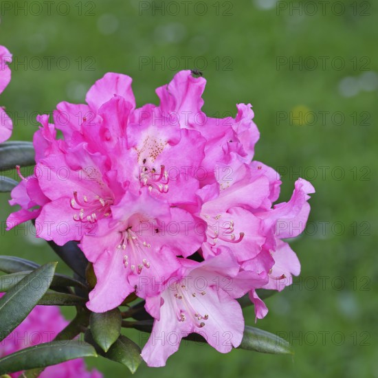 Rhododendron flowers (Rhododendron Homer), purple flowers, in a garden, Wilnsdorf, North Rhine-Westphalia, Germany