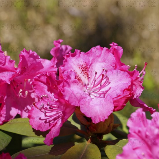 Rhododendron flowers (Rhododendron Homer), purple flowers, in a garden, Wilnsdorf, North Rhine-Westphalia, Germany