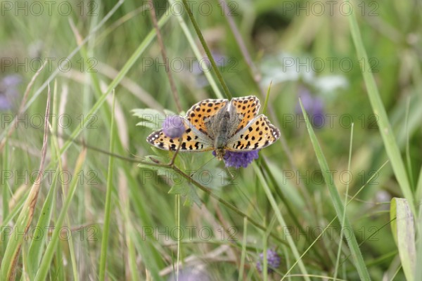 Queen of Spain fritillary (Issoria lathonia), butterfly, meadow, Germany, The butterfly has opened its yellow-red wings and is sitting on a flower in the grass