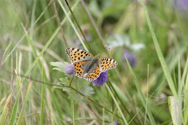 Queen of Spain fritillary (Issoria lathonia), butterfly, meadow, Germany, close-up of butterfly with open wings