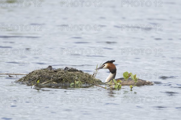 Great crested grebe (Podiceps cristatus) adult parent bird with a two juvenile baby chicks on a nest on a lake in spring, England, United Kingdom