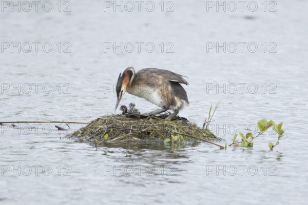 Great crested grebe (Podiceps cristatus) adult parent bird with a two juvenile baby chicks on a nest on a lake in spring, England, United Kingdom