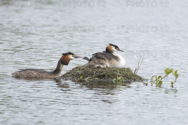 Great crested grebe (Podiceps cristatus) adult parent bird with two juvenile baby chicks on its back on a nest on a lake with another bird bringing food, England, United Kingdom