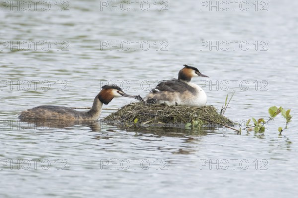 Great crested grebe (Podiceps cristatus) adult parent bird with two juvenile baby chicks on its back on a nest on a lake with another bird bringing food, England, United Kingdom