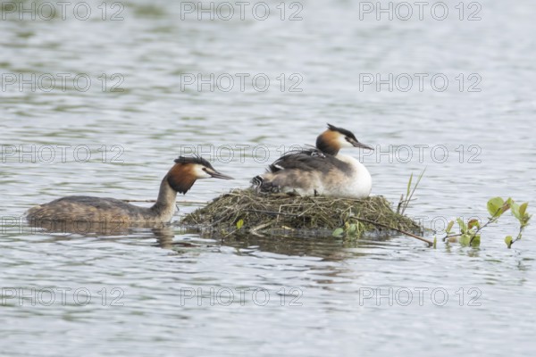 Great crested grebe (Podiceps cristatus) adult parent bird with two juvenile baby chicks on its back on a nest on a lake with another bird bringing food, England, United Kingdom