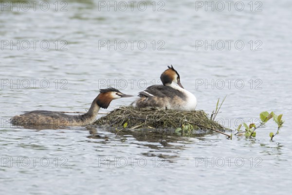 Great crested grebe (Podiceps cristatus) adult parent bird with a juvenile baby chick on its back on a nest on a lake with another bird bringing food, England, United Kingdom
