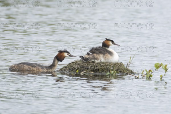 Great crested grebe (Podiceps cristatus) adult parent bird with a juvenile baby chick on its back on a nest on a lake with another bird bringing food, England, United Kingdom