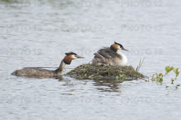 Great crested grebe (Podiceps cristatus) adult parent bird with a juvenile baby chick on its back on a nest on a lake with another bird bringing food, England, United Kingdom