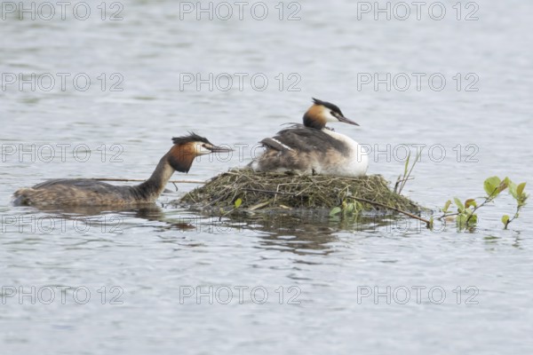 Great crested grebe (Podiceps cristatus) adult parent bird with a juvenile baby chick on its back on a nest on a lake with another bird bringing food, England, United Kingdom