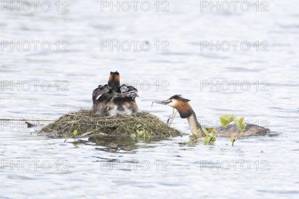 Great crested grebe (Podiceps cristatus) adult parent bird with two juvenile baby chicks on its back on a nest on a lake with another bird bringing a fish for food in spring, England, United Kingdom