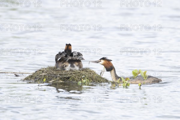 Great crested grebe (Podiceps cristatus) adult parent bird with two juvenile baby chicks on its back on a nest on a lake with another bird bringing a fish for food in spring, England, United Kingdom
