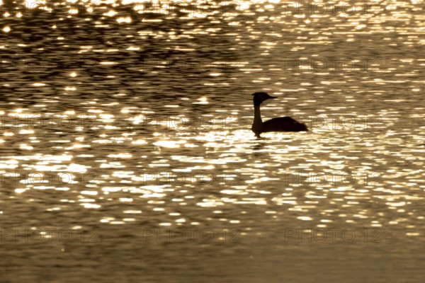 Great crested grebe (Podiceps cristatus) silhouette of an adult bird on a lake at sunset, England, United Kingdom