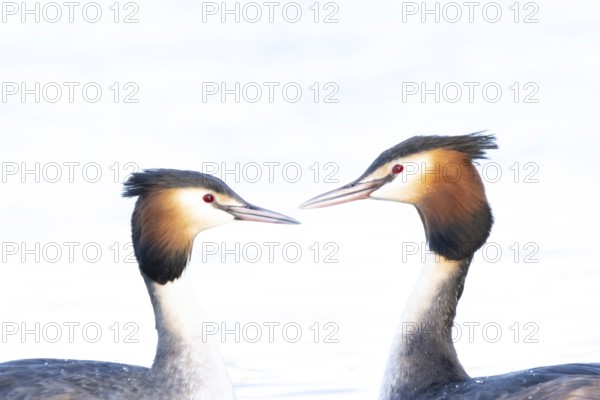 Great crested grebe (Podiceps cristatus) two adult birds during their love courtship display on a lake in spring, England, United Kingdom