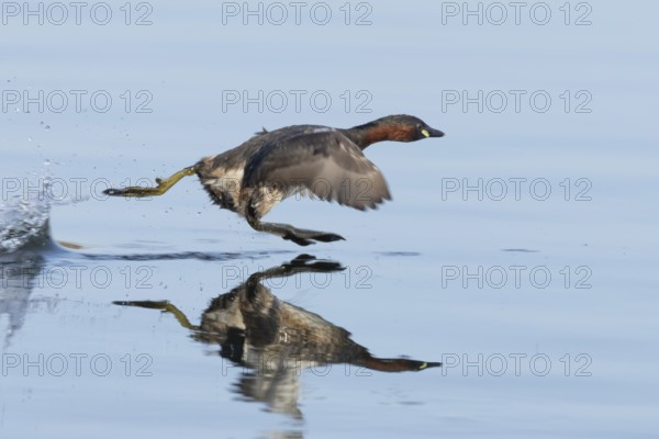 Little grebe (Tachybaptus ruficollis) adult bird running on the water surface of a lake, England, United Kingdom