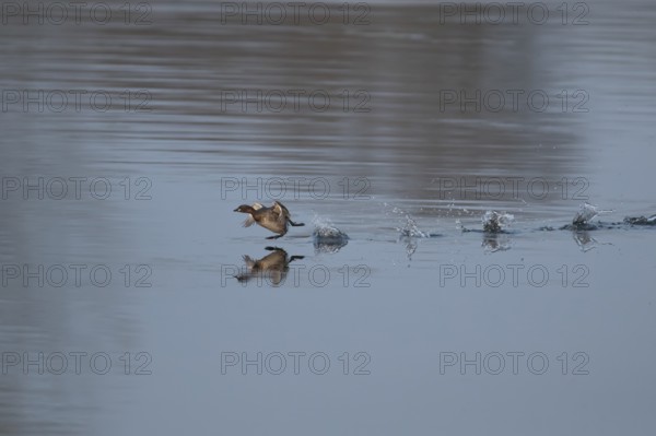 Little grebe (Tachybaptus ruficollis) adult bird running on the water surface of a lake, England, United Kingdom