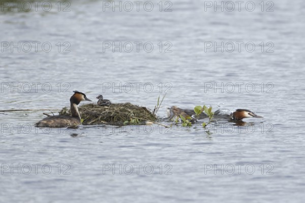 Great crested grebe (Podiceps cristatus) two adult parent birds with a juvenile baby chick on a nest on a lake, England, United Kingdom