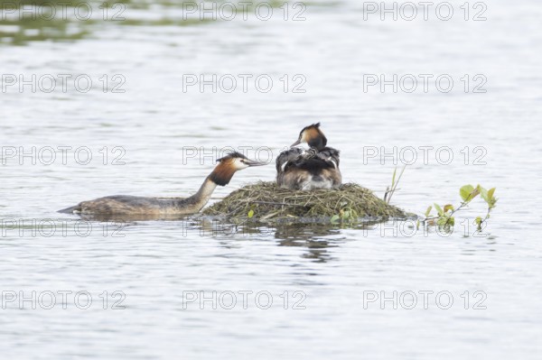 Great crested grebe (Podiceps cristatus) adult parent bird with a juvenile baby chick on its back on a nest on a lake with another bird bringing food, England, United Kingdom