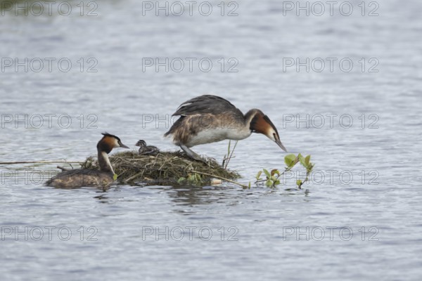 Great crested grebe (Podiceps cristatus) two adult parent birds with a juvenile baby chick at a nest on a lake in springtime, England, United Kingdom