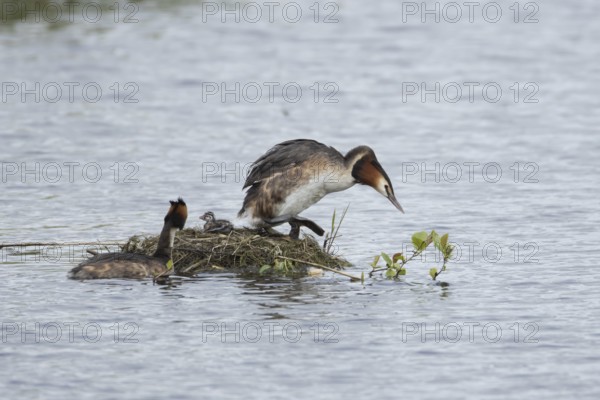Great crested grebe (Podiceps cristatus) two adult parent birds with a juvenile baby chick at a nest on a lake in springtime, England, United Kingdom