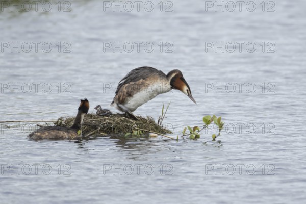 Great crested grebe (Podiceps cristatus) two adult parent birds with a juvenile baby chick at a nest on a lake in springtime, England, United Kingdom
