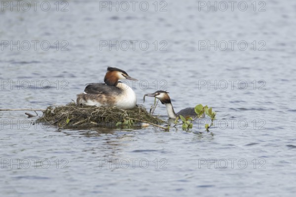 Great crested grebe (Podiceps cristatus) adult parent bird with a juvenile baby chick on its back on a nest on a lake with another bird bringing food, England, United Kingdom
