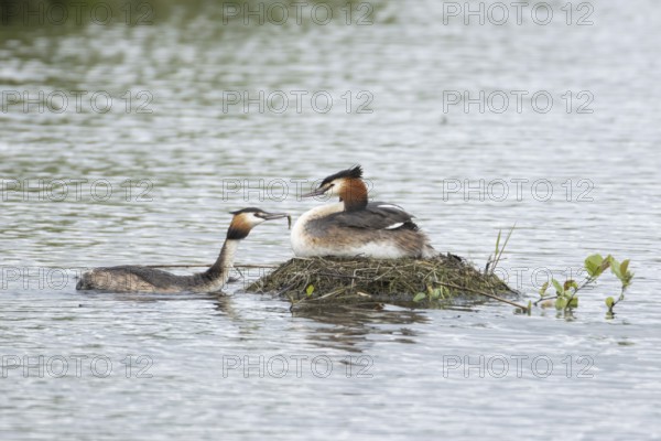 Great crested grebe (Podiceps cristatus) adult parent bird on a nest on a lake with another bird bringing a fish forfood in spring, England, United Kingdom