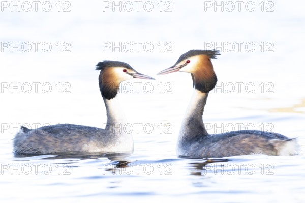 Great crested grebe (Podiceps cristatus) two adult birds during their love courtship display on a lake in spring, England, United Kingdom
