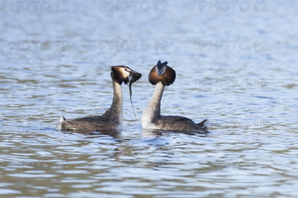 Great crested grebe (Podiceps cristatus) two adult birds performing a weed dance during their love courtship display on a lake in spring, England, United Kingdom