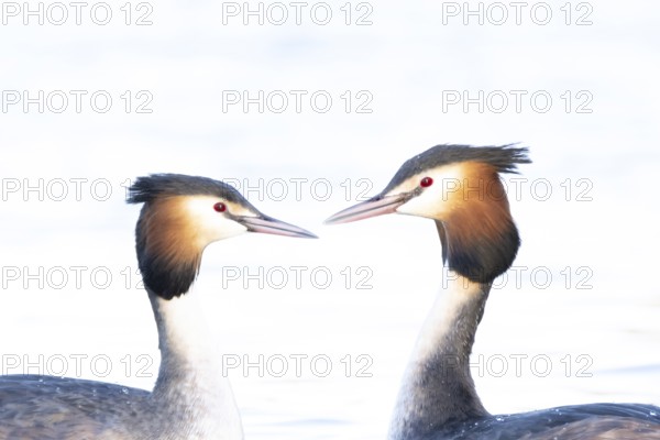 Great crested grebe (Podiceps cristatus) two adult birds during their love courtship display on a lake in spring, England, United Kingdom