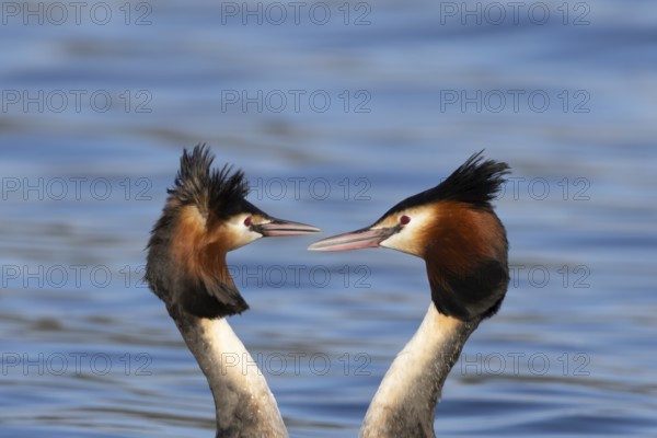 Great crested grebe (Podiceps cristatus) two adult birds during their love courtship display on a lake in spring, England, United Kingdom