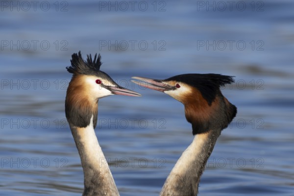 Great crested grebe (Podiceps cristatus) two adult birds during their love courtship display on a lake in spring, England, United Kingdom