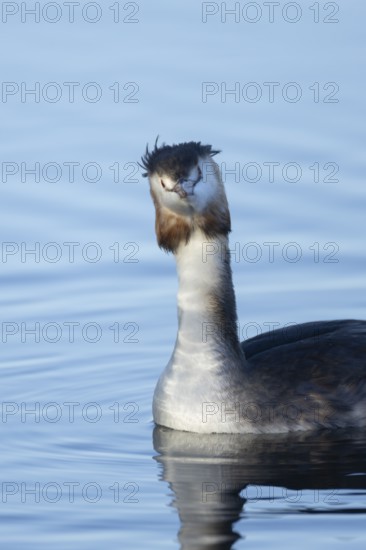 Great crested grebe (Podiceps cristatus) adult bird on a lake, England, United Kingdom