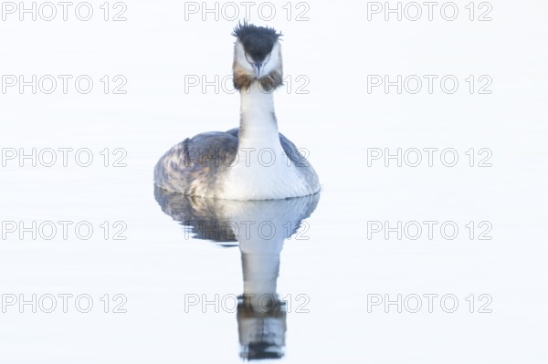 Great crested grebe (Podiceps cristatus) adult bird on a lake, England, United Kingdom