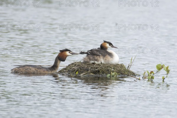Great crested grebe (Podiceps cristatus) adult parent bird with two juvenile baby chicks on its back on a nest on a lake with another bird bringing food, England, United Kingdom