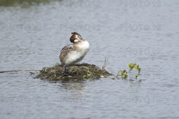 Great crested grebe (Podiceps cristatus) adult parent bird with a juvenile baby chick on a nest on a lake in spring, England, United Kingdom
