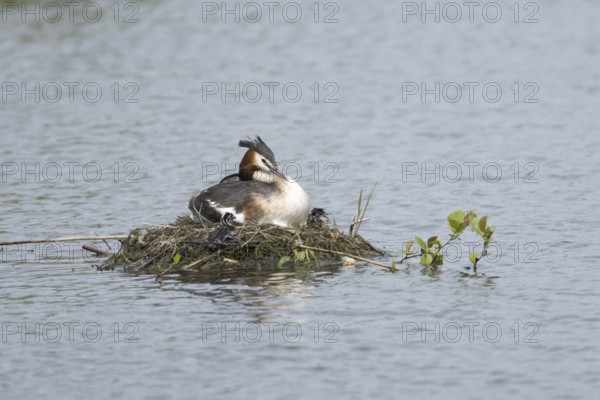 Great crested grebe (Podiceps cristatus) adult parent bird with a juvenile baby chick on a nest on a lake in spring, England, United Kingdom