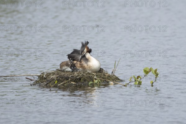 Great crested grebe (Podiceps cristatus) adult parent bird with a juvenile baby chick on a nest on a lake, England, United Kingdom