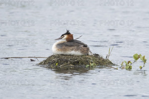Great crested grebe (Podiceps cristatus) adult parent bird on a nest on a lake in spring, England, United Kingdom