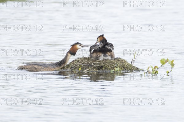 Great crested grebe (Podiceps cristatus) adult parent bird with a juvenile baby chick on its back on a nest on a lake with another bird bringing food, England, United Kingdom