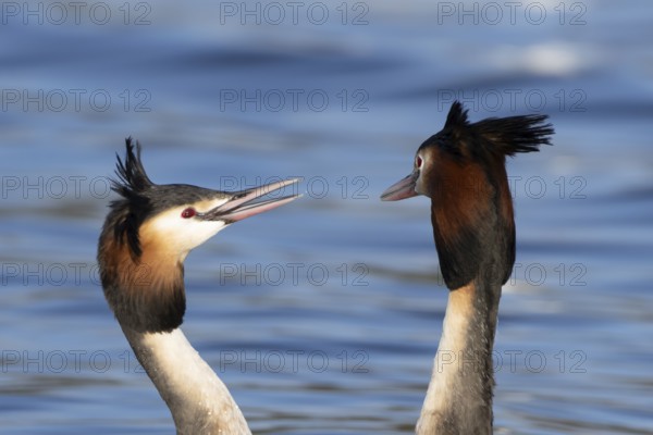 Great crested grebe (Podiceps cristatus) two adult birds during their love courtship display on a lake in spring, England, United Kingdom
