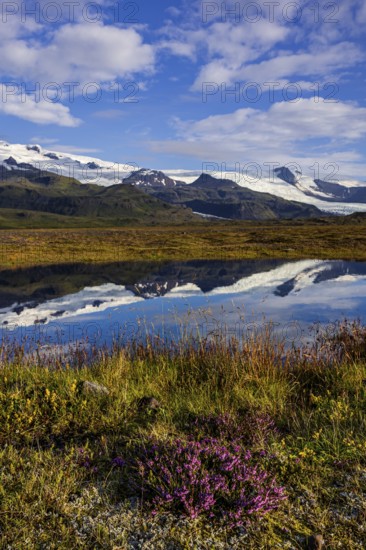 Glacier, reflection, lake, morning light, clouds, flowers, heath, summer, Fjallsjökull, Vatnajökull National Park, Iceland