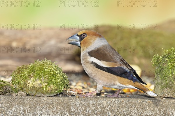 Hawfinch (Coccothraustes coccothraustes), male at a feeder in the garden, North Rhine-Westphalia, Germany