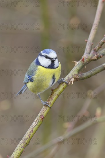 Blue tit (Parus caeruleus), sitting in the bushes of a dog rose (Rosa canina), Wilnsdorf, North Rhine-Westphalia, Germany